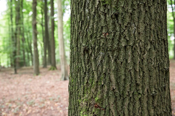 Baumstamm: Ringe / Jahresringe eines abgesägten Baumstammes