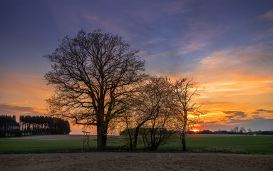 Fototapeta na wymiar Bäume in Germering Sonnenuntergang