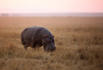 Hippopotamus during morning hours Masai Mara