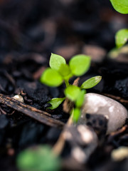 green sprout growing in the ground