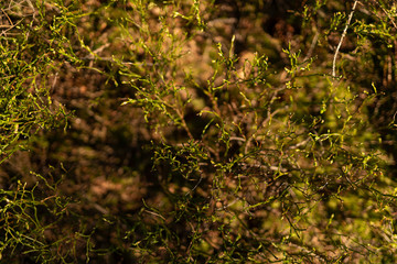 Enchanting forest fairytale landscape in summer and spring