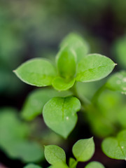 green leaves of a plant