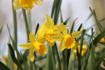 Yellow and white daffodils in the wild in a park in Nieuwerkerk aan den IJssel in the Netherlands