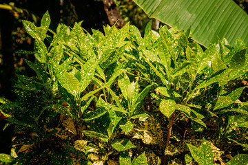 Goa, India. Green Leaves Of Codiaeum Variegatum In Summer Sunny Day