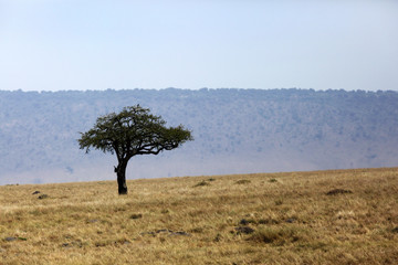 Typical Masai Mara tree in the vast grassland of Masai Mara