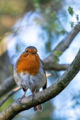 Robin looking alert in a tree on a spring day