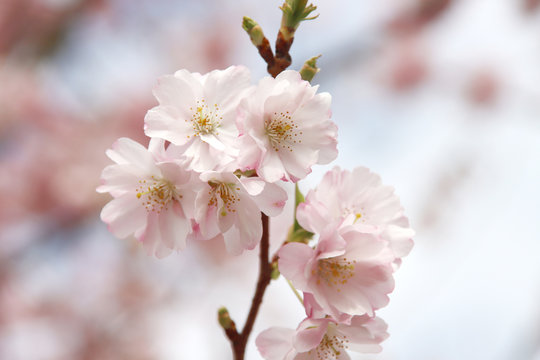White and pink blossom flowers of the Prunus tree in public park in Nieuwerkerk aan den IJssel in the Netherlands