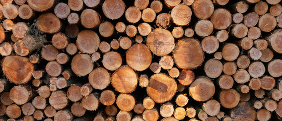 pile of sawn logs of spruce trees waiting for transportation in forest - obrazy, fototapety, plakaty