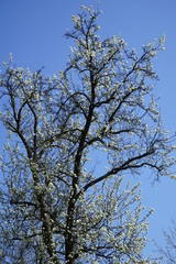 Weiß blühender Obstbaum, blauer Himmel, Sonnenschein