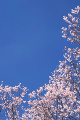 青空と満開の桜