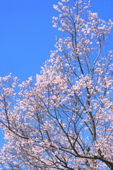 青空と満開の桜