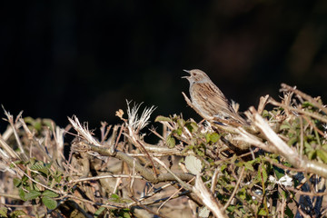 Hedge Accentor (Dunnock) in a hedge in Sussex