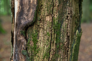 Baumstamm: Ringe / Jahresringe eines abgesägten Baumstammes