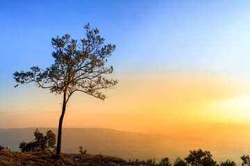 Fototapeta na wymiar Silhouette Tree Against Sky During Sunset