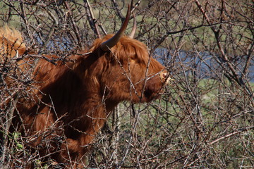 Red Scottish Highlander cow with large horns grazes in the dunes at the headland of Rozenburg