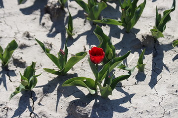Some red tulips on clay flower bulb fields on the Dutch island of Goeree-Overflakkee illuminated by the sunlight during springtime