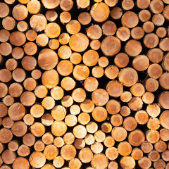 pile of sawn logs of spruce trees waiting for transportation in forest