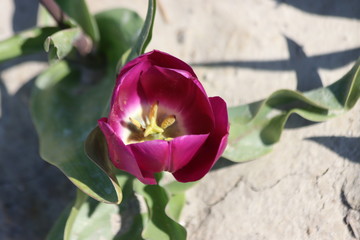 Purple tulips on clay flower bulb fields on the Dutch island of Goeree-Overflakkee illuminated by the sunlight