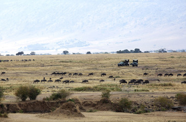 Naklejka na ściany i meble Tourist enjoying game drive on safari Jeep in Masai Mara National Reserve