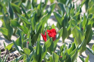Red tulips on clay flower bulb fields on the Dutch island of Goeree-Overflakkee illuminated by the sunligh