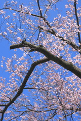 青空と満開の桜