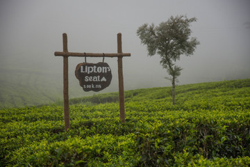 Way to the Liptons Seat, surrounded by tea plantations.