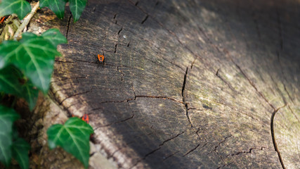 Working ant on root in natural environment 