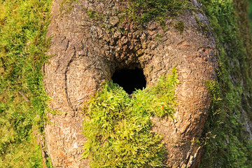 Fototapeta premium Moss covered tree trunk with a creature nesting hole.