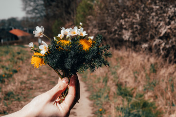 collected wildflowers in a female hand on a field road
