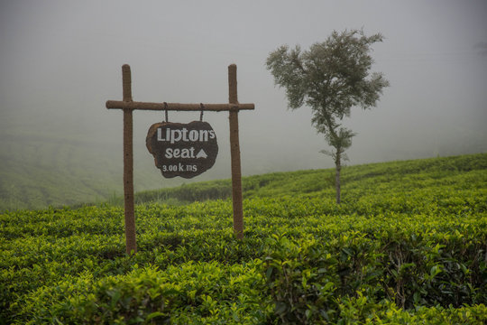 Way to the Liptons Seat, surrounded by tea plantations.