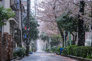雪の桜並木 埼玉県蕨市 南町桜並木