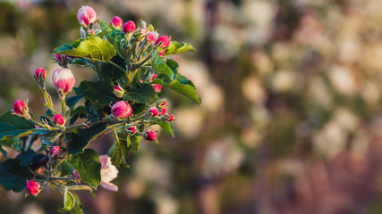 pink flowers in the garden