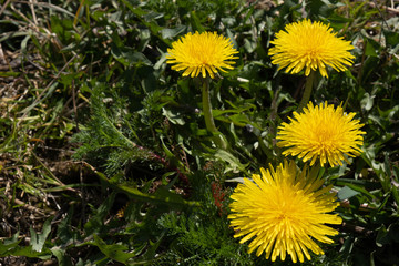 sunny day and sunny dandelions reach for the sun on a green field