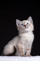 Portrait of a beautiful striped grey kitten with blue eyes on black background looking up - 338331606