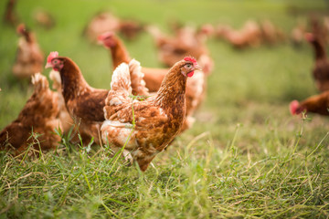 Chickens walk on the grass in the morning.