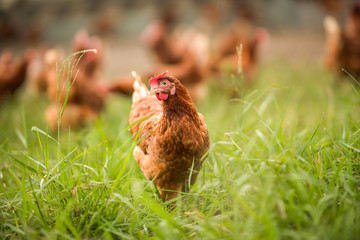 Chickens walk on the grass in the morning.