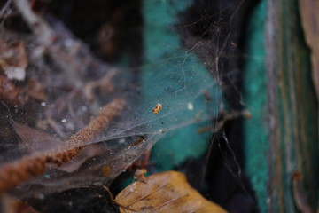 altes Spinnennetz