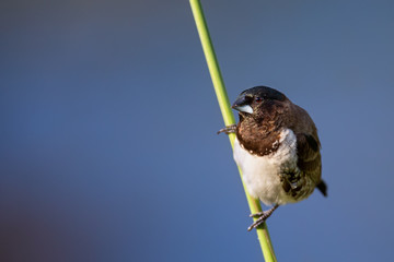 Bronze mannikin bird sitting in stems of grass to eat fresh seeds - 338332082