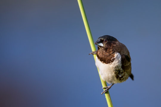 Bronze mannikin bird sitting in stems of grass to eat fresh seeds