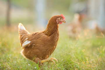 Chickens walk on the grass in the morning.