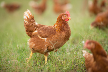 Chickens walk on the grass in the morning.