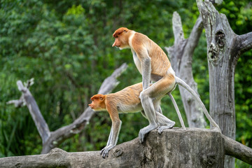 Pair of wild Proboscis monkeys makes love in the rainforest of island Borneo, Malaysia
