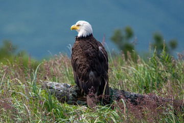 Bald eagle (Haliaeetus leucocephalus) on a log at Hallo Bay, Katmai NP, Alaska