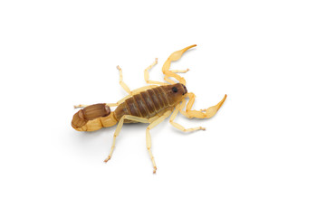 African venom Scorpion isolated on white background