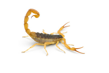 African venom Scorpion isolated on white background