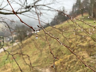 Fototapeta na wymiar Rain drops on the branches, morning in the forest