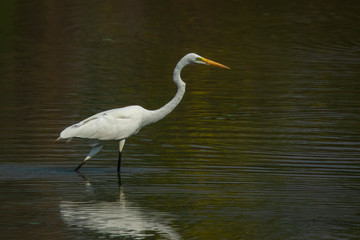 Image of Eastern Great Egret (Ardea alba) in the swamp on nature background. Bird. Animals.