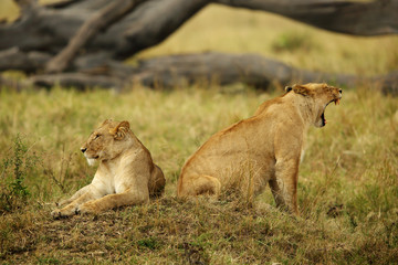 Lioness resting on a hillock, Masai Mara