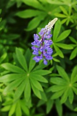 purple lupine flower close up outdoors.Lupinus, lupini, lupine field with pink purple and blue flowers. Bunch of lupines summer green background
Beautiful summer day