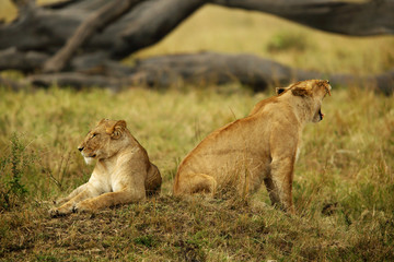 Lioness in the grassland of  Masai Mara